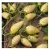 nasiona owoców Poziomka Yellow Wonder swikx236